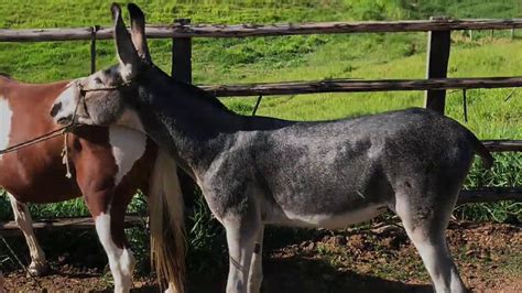 cruzamento de cavalo com jumenta nasce burro ou mulas.